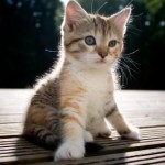 Tanda-tanda Kucing yang Sakit Tanda-tanda Kucing yang Sakit