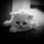 In Memoriam : Elmo & Vero In Memoriam : Elmo & Vero