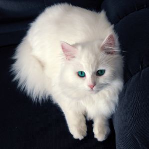 Program Sterilisasi Gratis Untuk Kucing Lokal kittykr