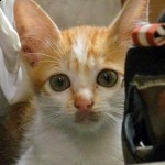 INFO: Program Sterilisasi Kucing (Jakarta) INFO: Program Sterilisasi Kucing (Jakarta)