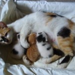 Manfaat Memandulkan Kucing Anda 