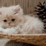 cute_kitty