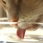 Rahasia Kucing Minum Rahasia Kucing Minum