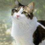 oscar_cat