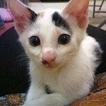 Perawatan Bulu dan Kulit Kucing Perawatan Bulu dan Kulit Kucing