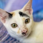 Untuk Apa Kucing Makan Rumput 