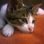 Toxoplasmosis: Bayi Cacat, Mata Rabun, dan Sate Setengah Matang 