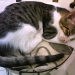 Diare pada kucing 