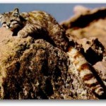 Kucing Langka : Andean Mountain Cat Kucing Langka : Andean Mountain Cat
