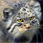 Kucing Langka : Pallas the Cat Kucing Langka : Pallas the Cat