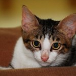 Fungsi Kaki dan Kuku Kucing Fungsi Kaki dan Kuku Kucing