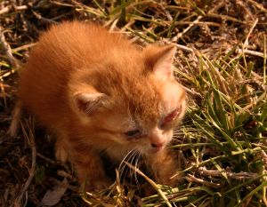 In Memoriam : Maharani