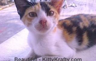 Beautiful kucing Ichsan