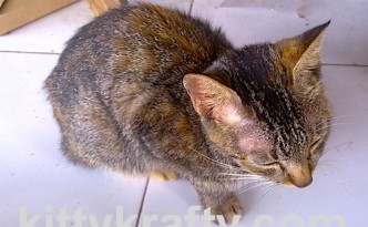 Kucing Rani
