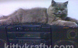 chikko-kucing-yeti