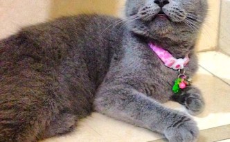 Elsa, kucing Kelik British Shorthair