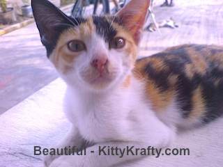 Beautiful kucing Ichsan