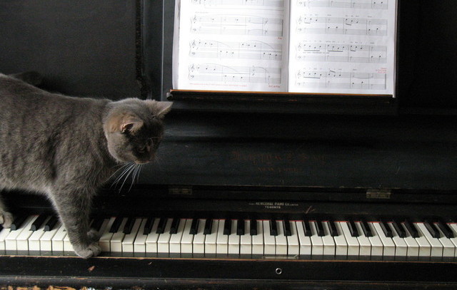 kucing main piano