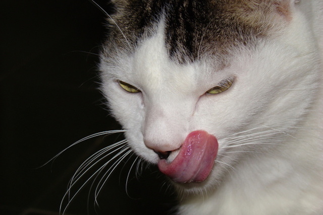 guna lidah pada kucing