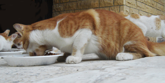 makanan kucing