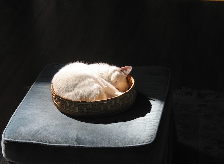 Video] Aneka Gaya Tidur Kucing yang Aneh - KittyKrafty.com